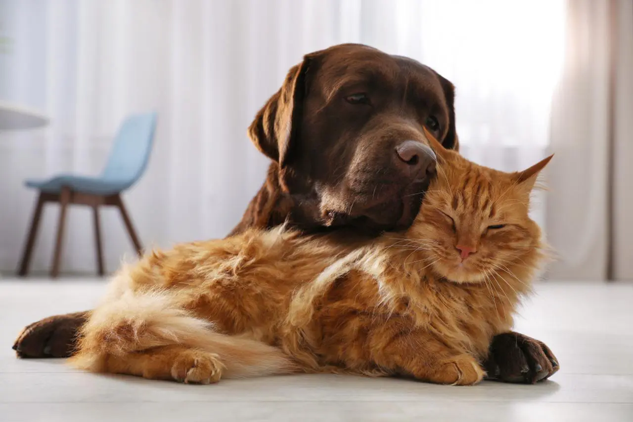 kot i pies razem